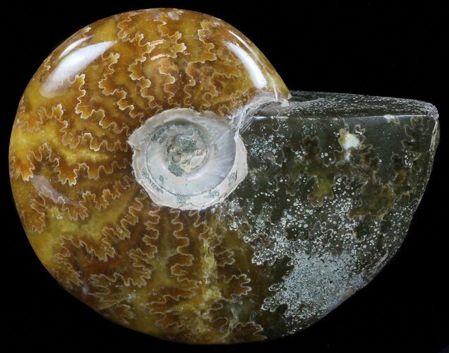 Polished, Agatized Ammonite (Cleoniceras) - Madagascar #59849
